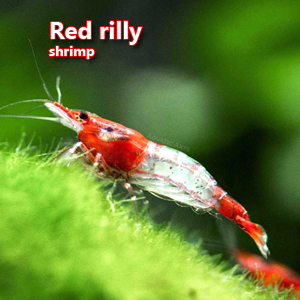 Red rilly shrimp